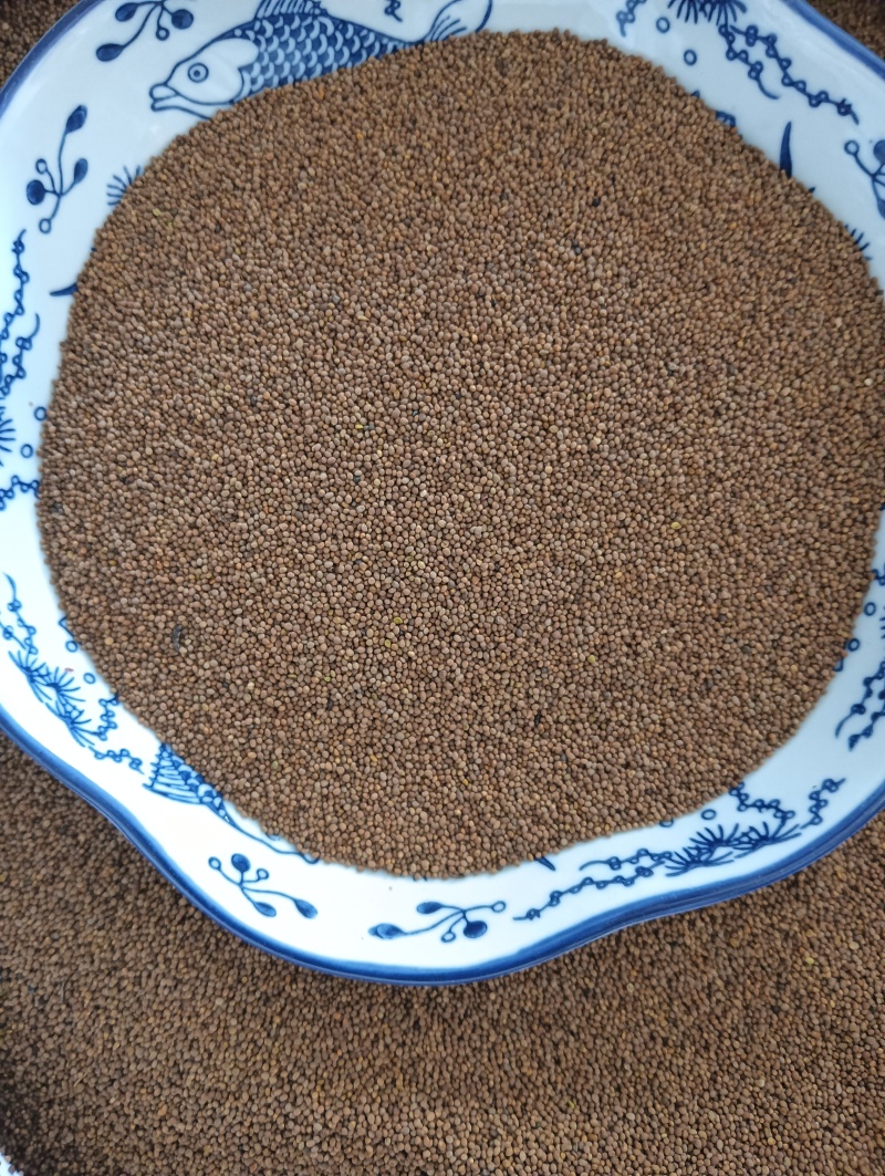 菟丝子菟丝子实拍批发各种中药材量大优惠