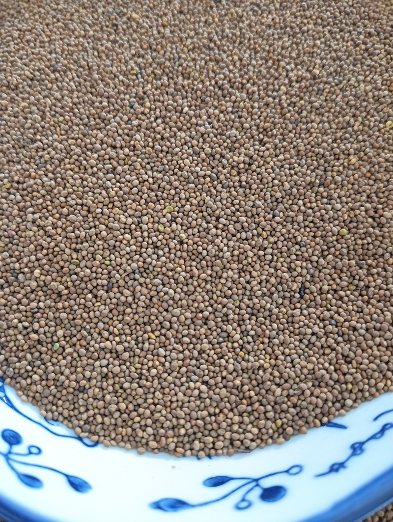 菟丝子菟丝子实拍批发各种中药材量大优惠