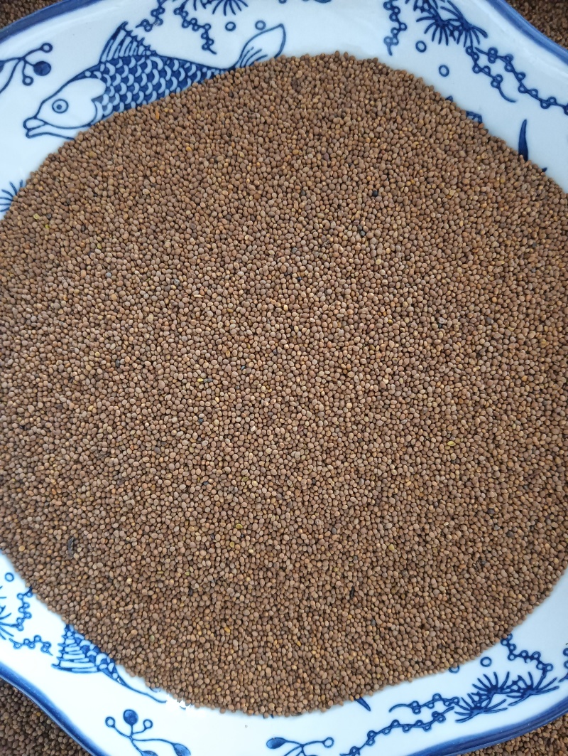 菟丝子菟丝子实拍批发各种中药材量大优惠