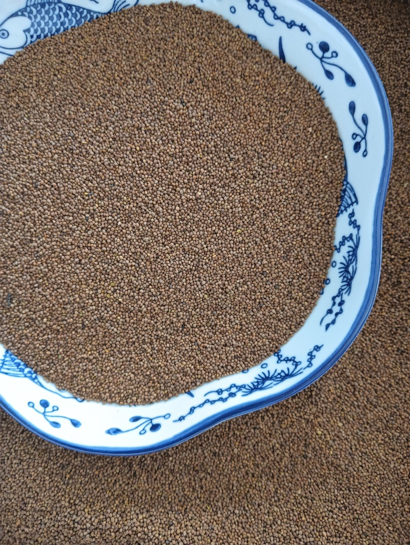 菟丝子菟丝子实拍批发各种中药材量大优惠