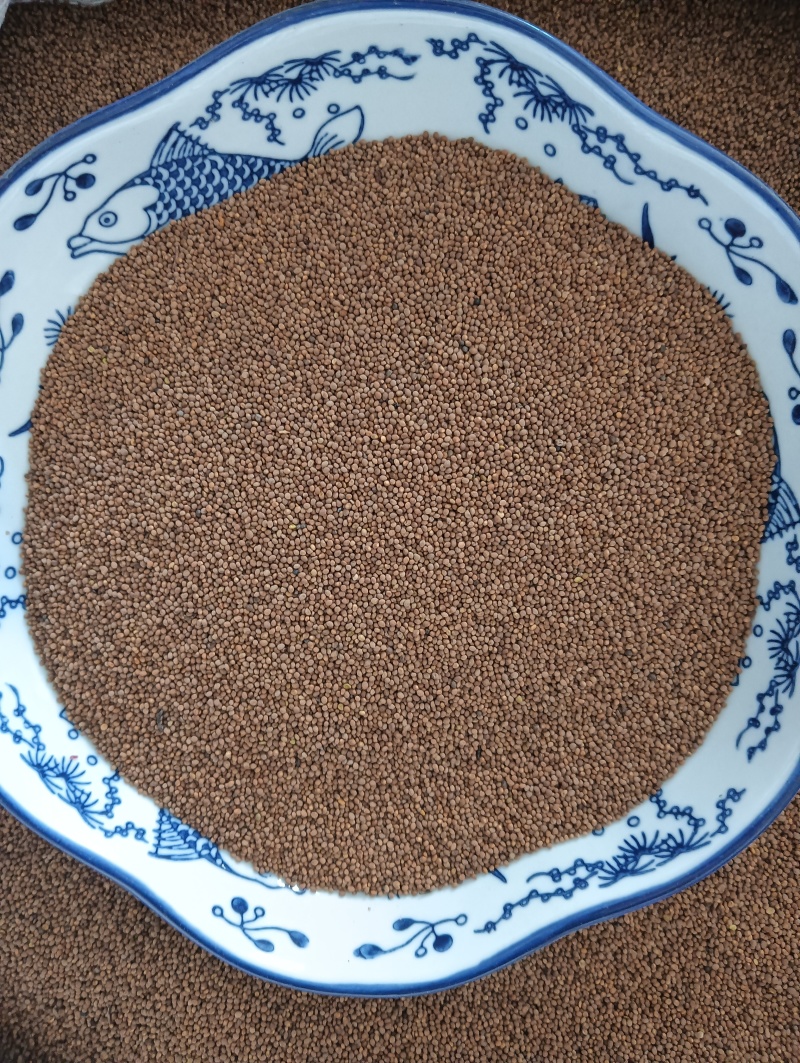 菟丝子菟丝子实拍批发各种中药材量大优惠
