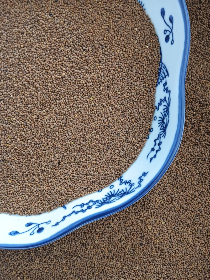 菟丝子菟丝子实拍批发各种中药材量大优惠