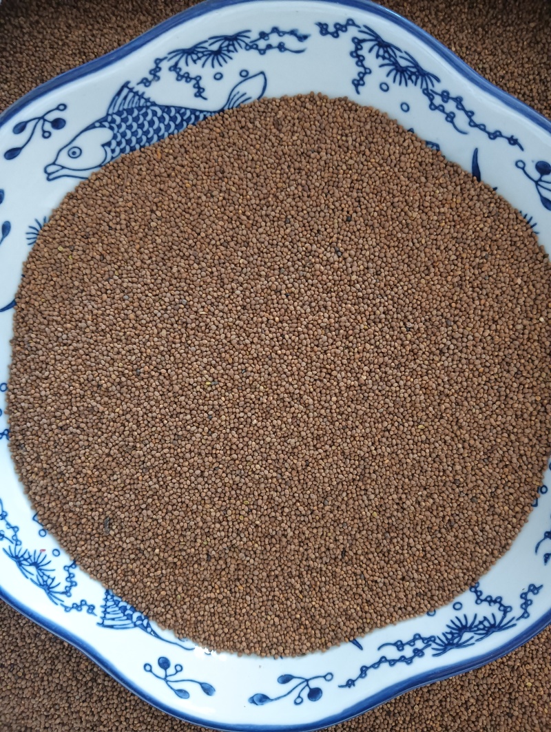 菟丝子菟丝子实拍批发各种中药材量大优惠