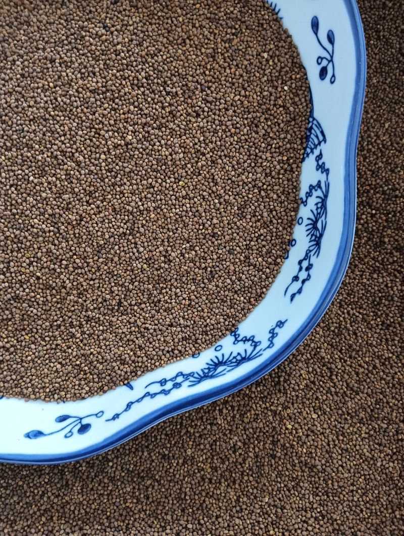 菟丝子菟丝子实拍批发各种中药材量大优惠