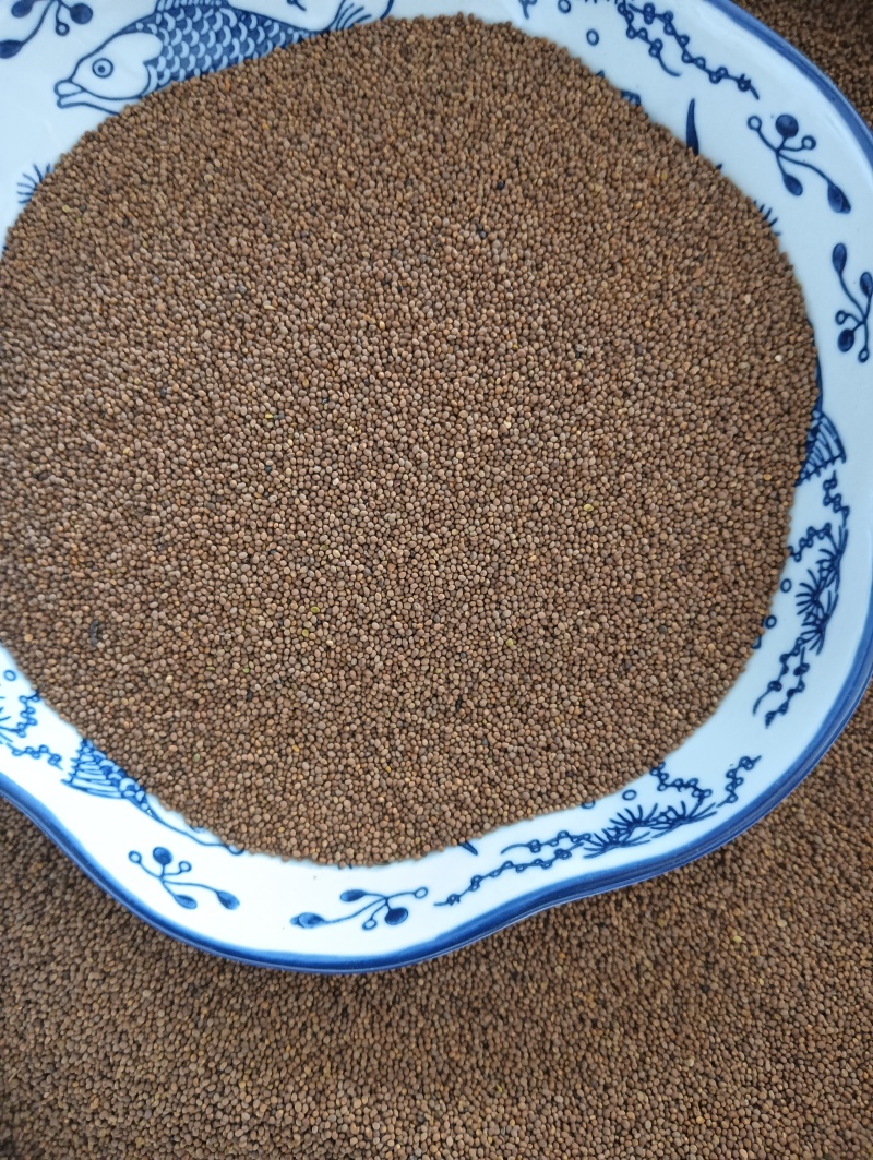 菟丝子菟丝子实拍批发各种中药材量大优惠