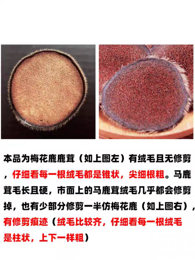 【梅花鹿白粉片】正品保真干鹿茸片红粉片腊片血片白粉片半腊