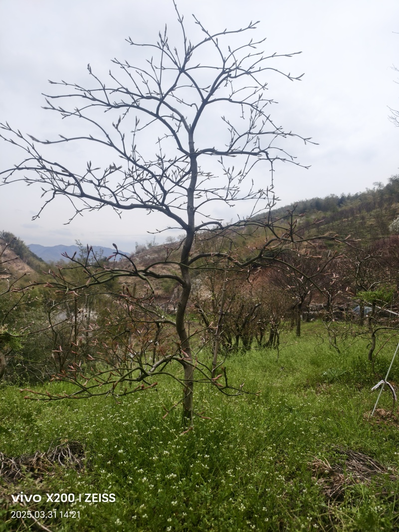 原生羽毛枫树，庭院必备景观树