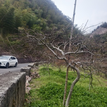 原生羽毛枫树，庭院必备景观树