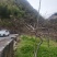 原生羽毛枫树，庭院必备景观树