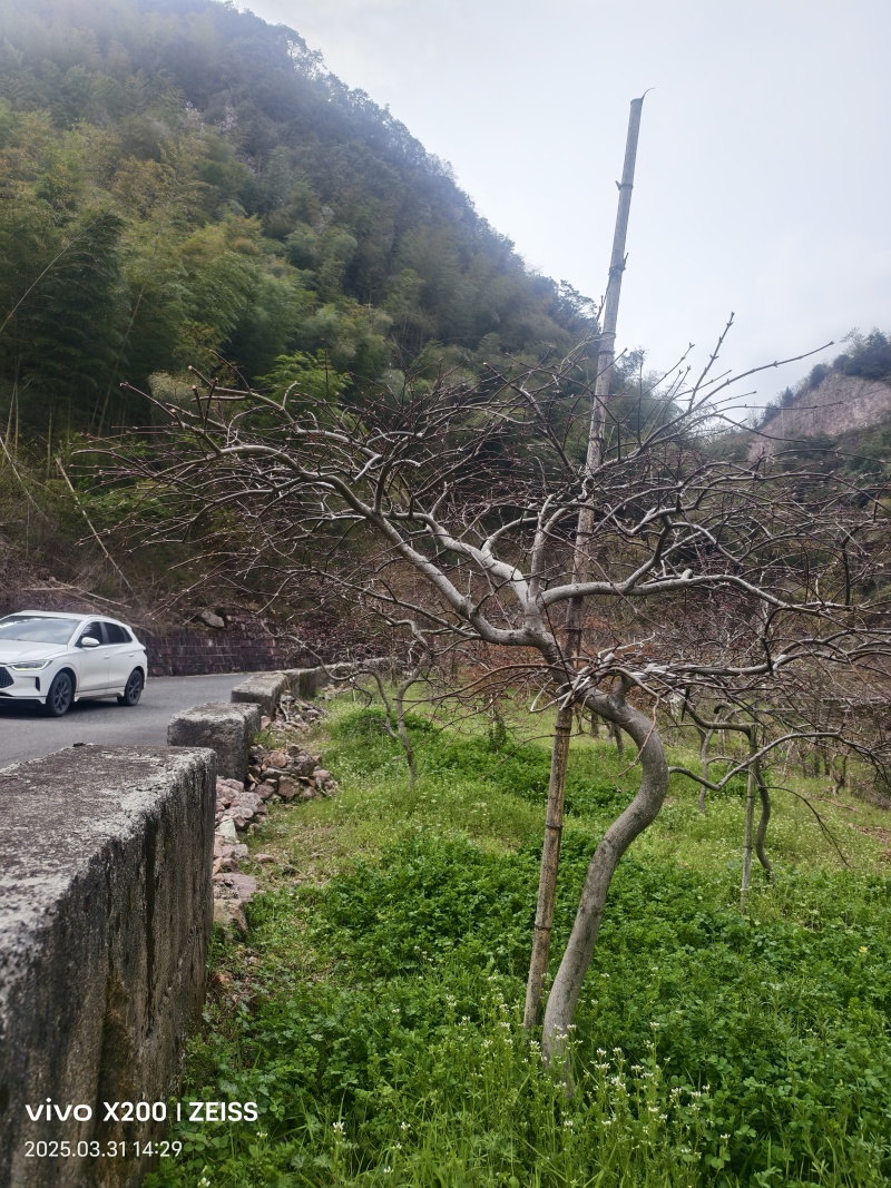 原生羽毛枫树，庭院必备景观树