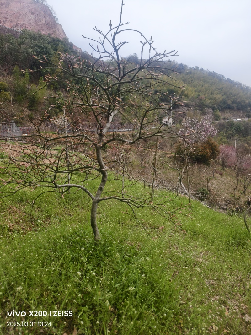 原生羽毛枫树，庭院必备景观树