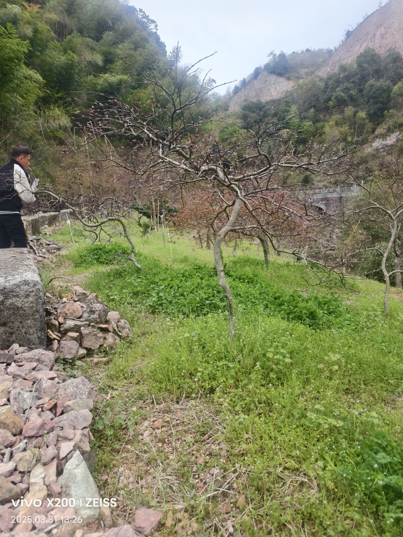 原生羽毛枫树，庭院必备景观树