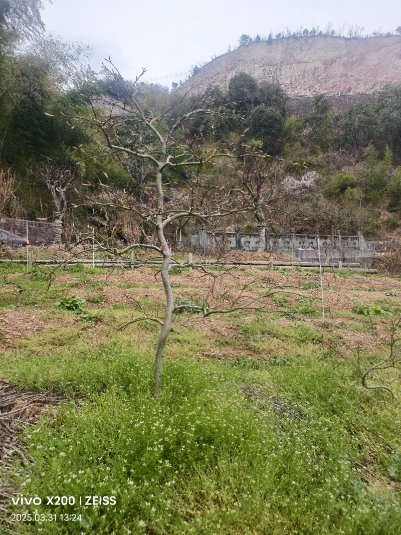 原生羽毛枫树，庭院必备景观树