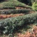 乌龙茶（白芽奇兰茶）福建省漳州市平和县特产