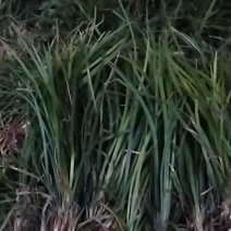 川麦冬忧质种苗