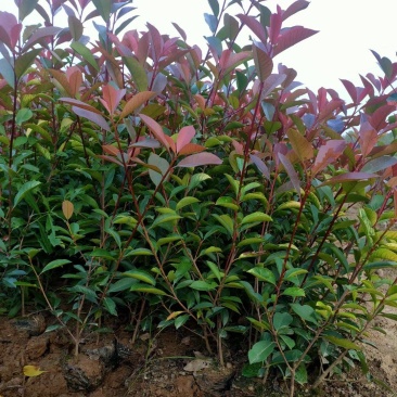 大量供应红叶石楠杯苗，红叶石楠球基地