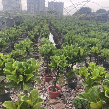 **上市琴叶榕，高度1.1米到1.4米之间，冠幅70cm