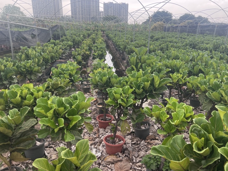 **上市琴叶榕，高度1.1米到1.4米之间，冠幅70cm