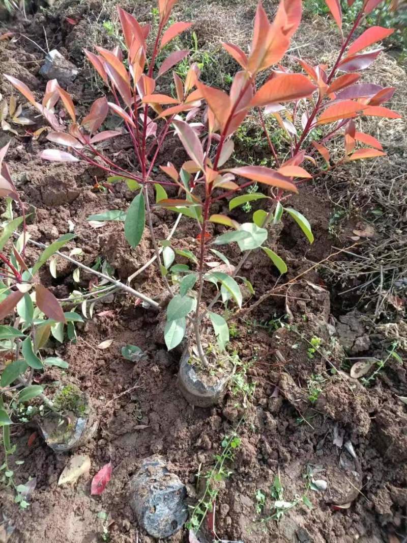 大量供应红叶石楠杯苗，红叶石楠球基地