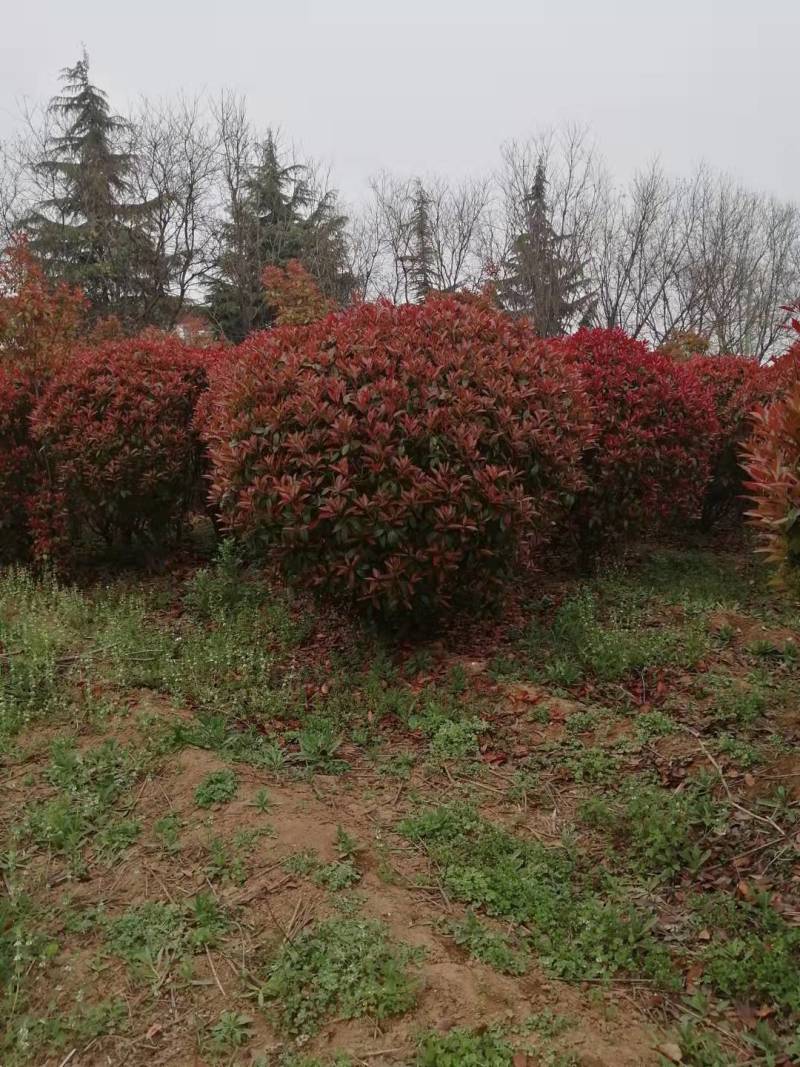 大量供应红叶石楠杯苗，红叶石楠球基地