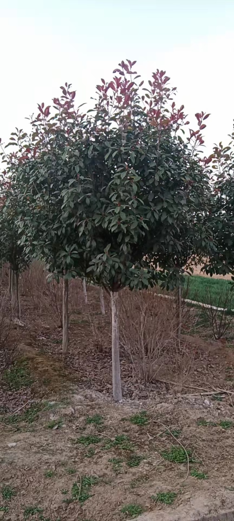 大量供应红叶石楠杯苗，红叶石楠球基地
