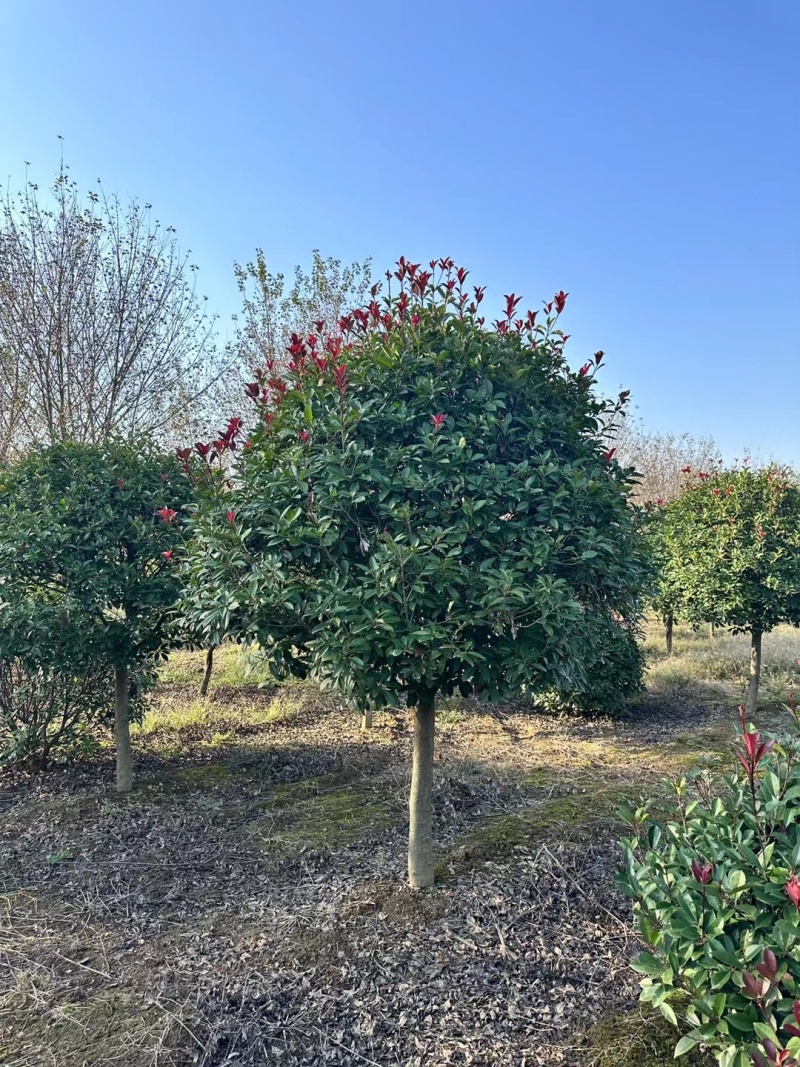 大量供应红叶石楠杯苗，红叶石楠球基地