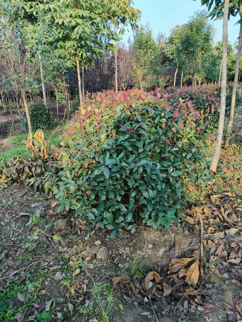 大量供应红叶石楠杯苗，红叶石楠球基地