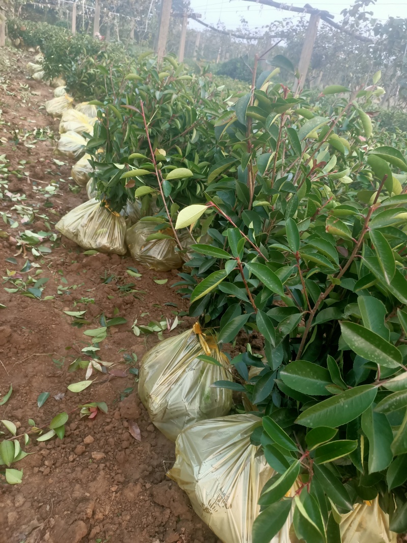 大量供应红叶石楠杯苗，红叶石楠球基地
