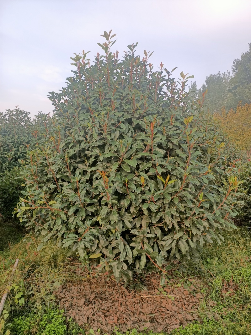大量供应红叶石楠杯苗，红叶石楠球基地