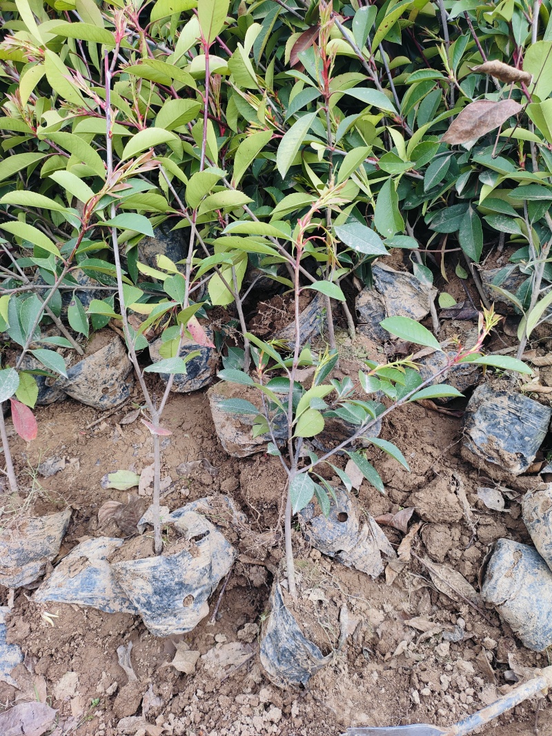 大量供应红叶石楠杯苗，红叶石楠球基地