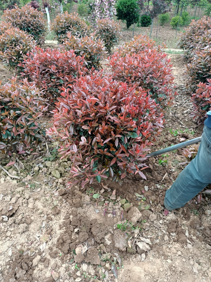 大量供应红叶石楠杯苗，红叶石楠球基地