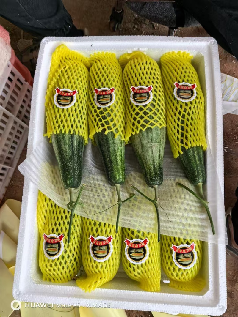 山东寿光羊角蜜甜瓜，产地直发，一手货源，可视频看货