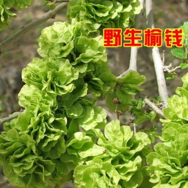 榆钱新鲜纯野生2025非种植