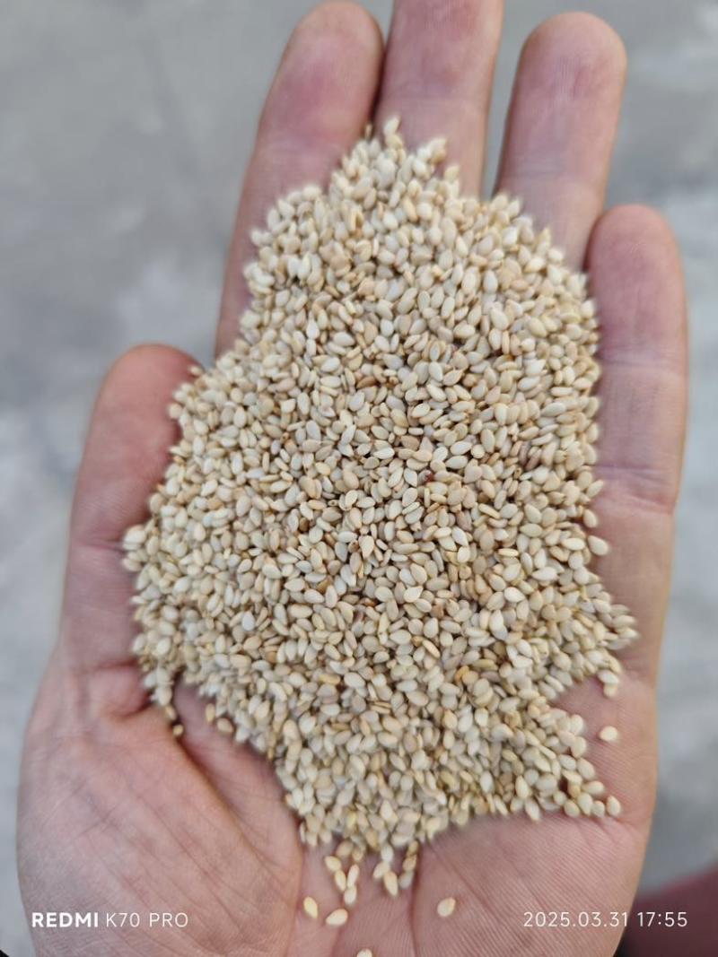 妙康芝麻颗粒饱满出油率高质量保障