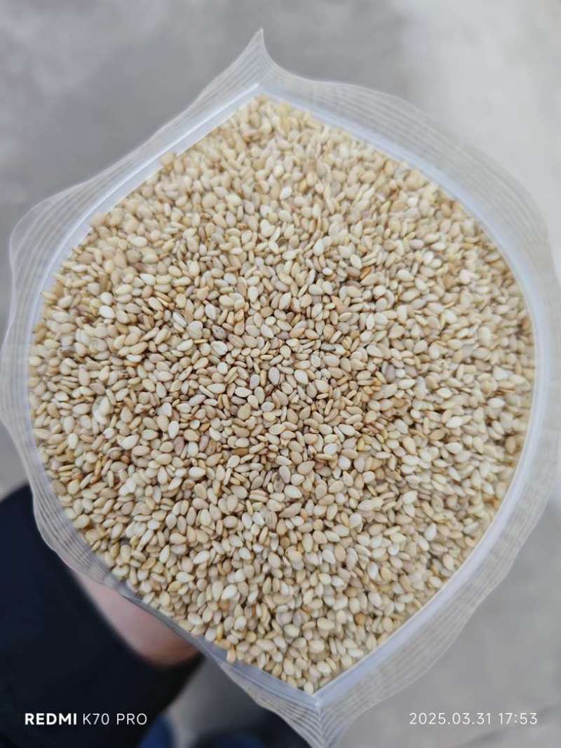 妙康芝麻颗粒饱满出油率高质量保障