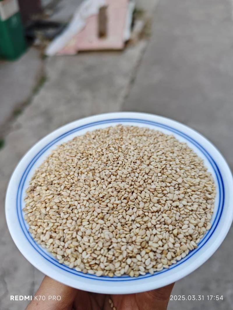 妙康芝麻颗粒饱满出油率高质量保障