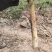 正宗四川野生竹笋三月笋