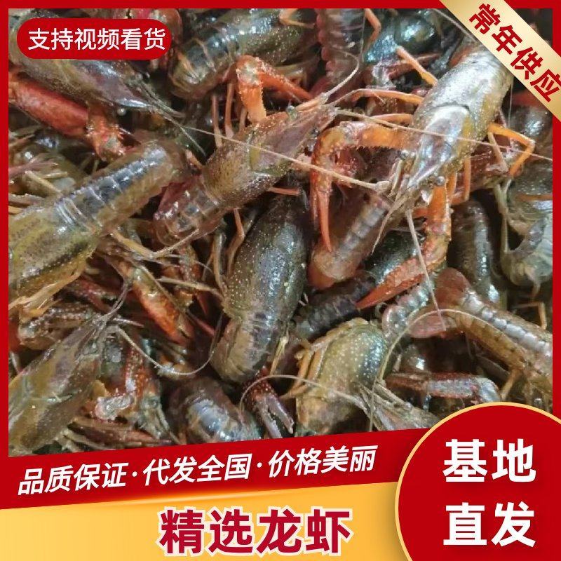 湖北潜江小龙虾新货上市规格齐全基地直发可视频看货