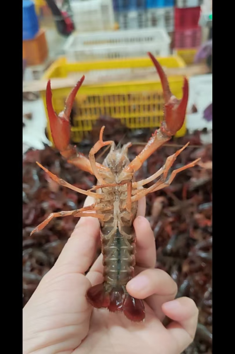 湖北潜江小龙虾新货上市规格齐全基地直发可视频看货