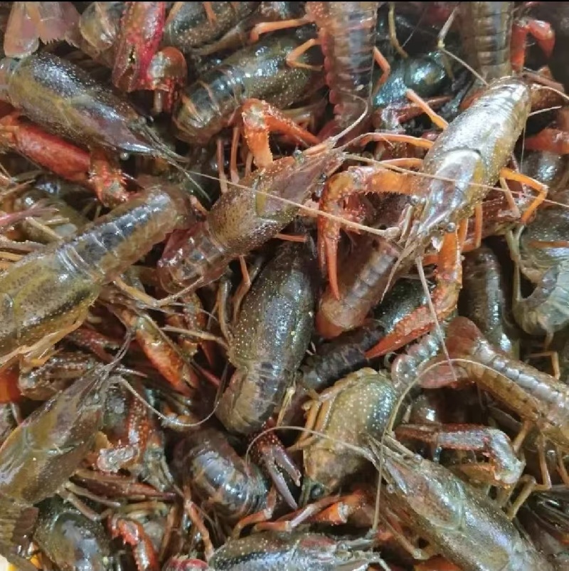 湖北潜江小龙虾新货上市规格齐全基地直发可视频看货