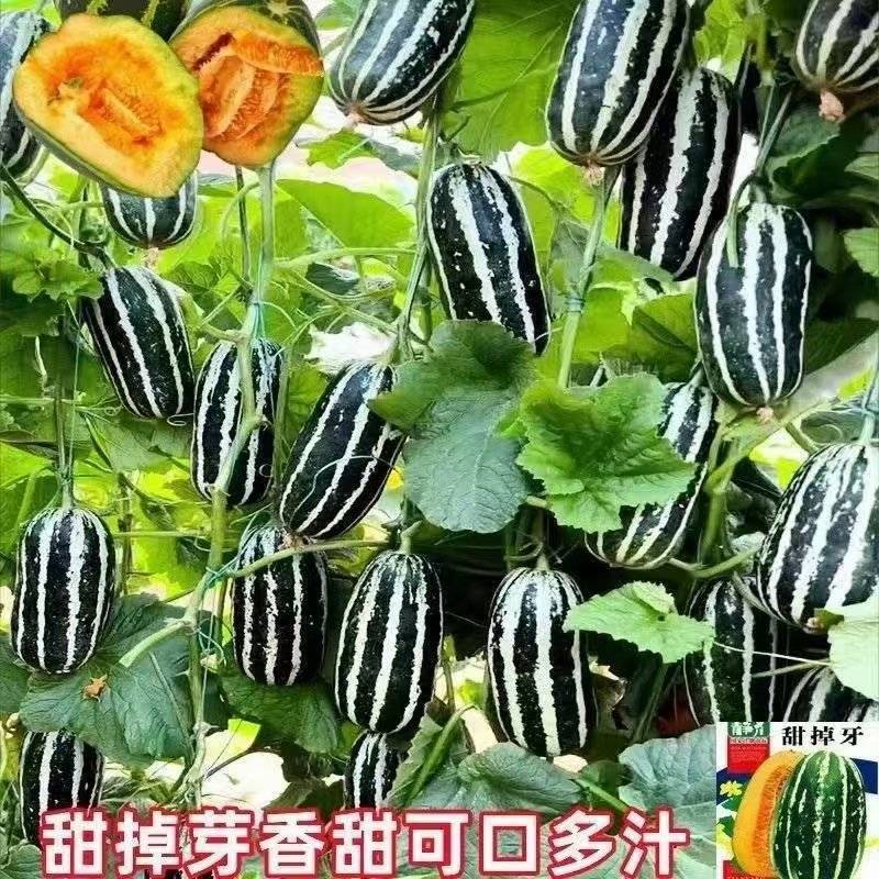 博洋九甜瓜成熟度高条形好质量**7两到一斤