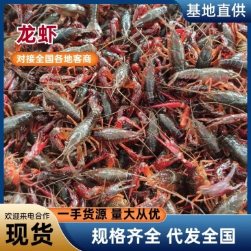 湖北潜江小龙虾鲜活小龙虾规格齐全价格美丽供应全国商超市场