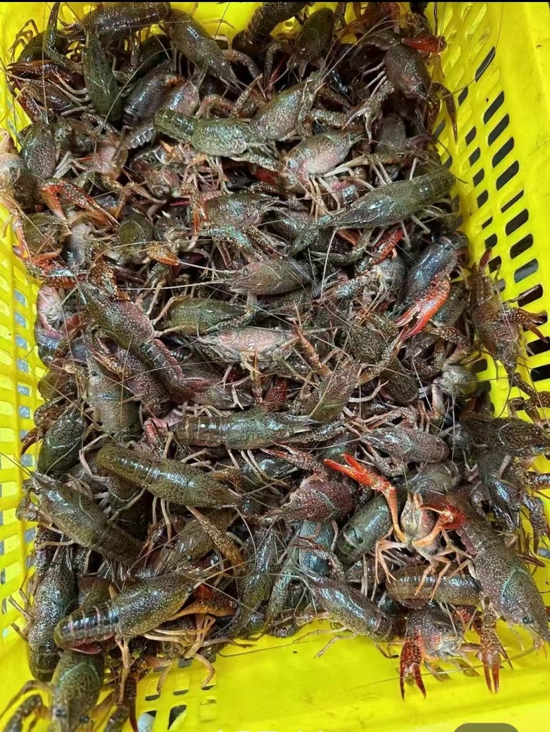 湖北潜江小龙虾鲜活小龙虾规格齐全价格美丽供应全国商超市场