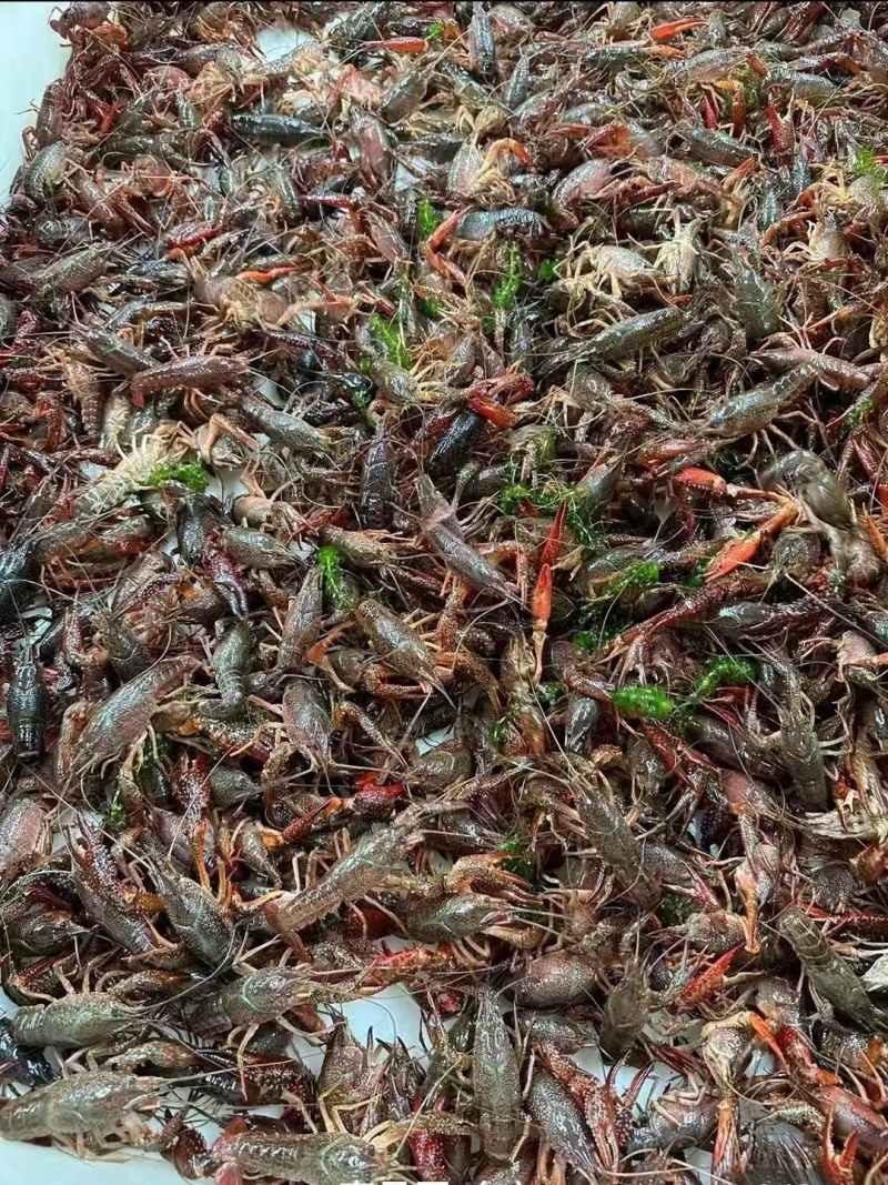 湖北潜江小龙虾鲜活小龙虾规格齐全价格美丽供应全国商超市场