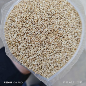妙康芝麻颗粒饱满出油率高质量保障