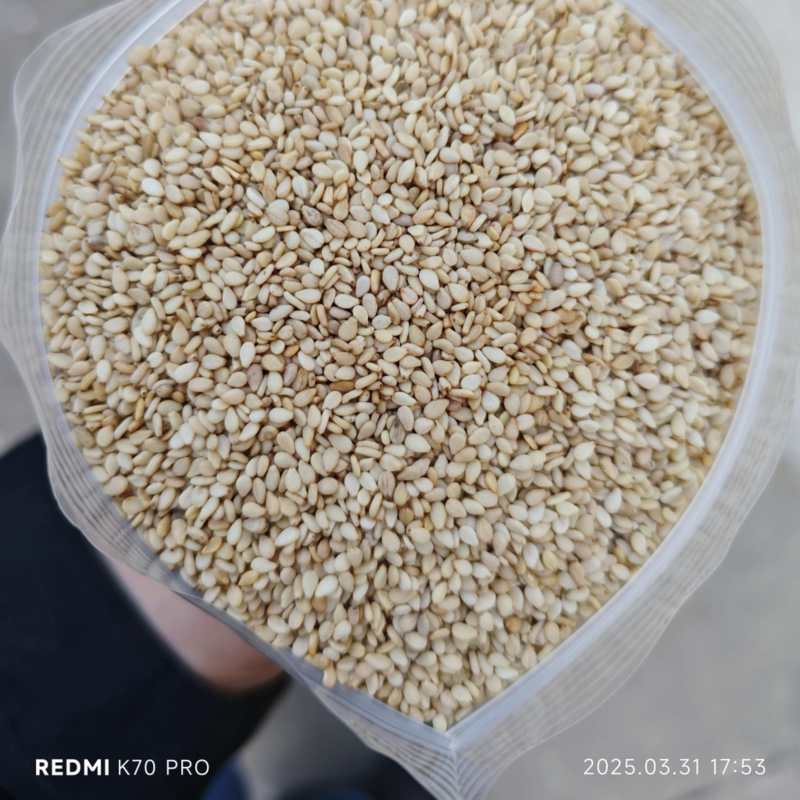 妙康芝麻颗粒饱满出油率高质量保障