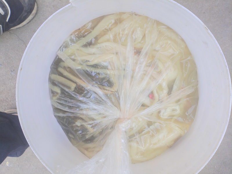 长杆白腌菜