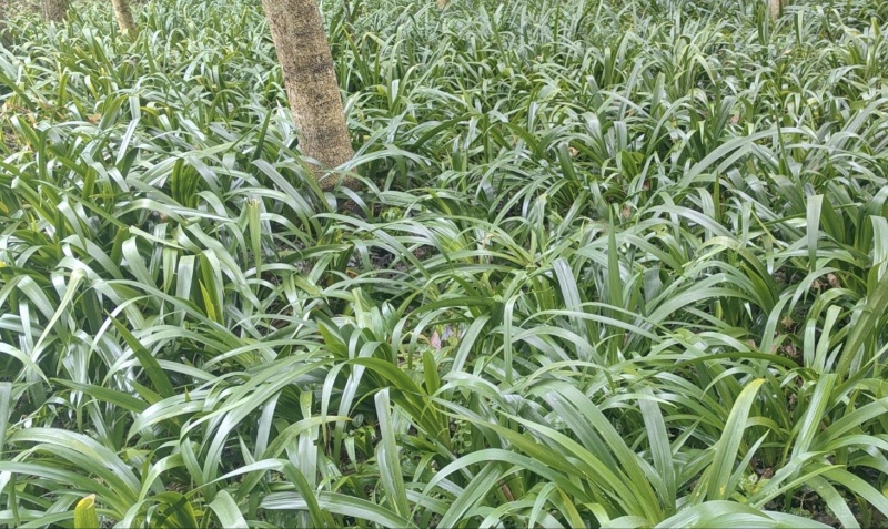扁竹根批发，高度25-35，常年批发，各种规格，量大从优