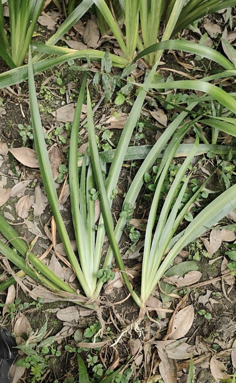 扁竹根批发，高度25-35，常年批发，各种规格，量大从优