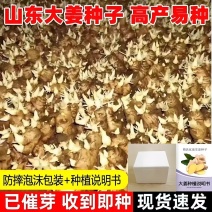 山东大姜种子大量供应，现货速发，可提供技术指导。
